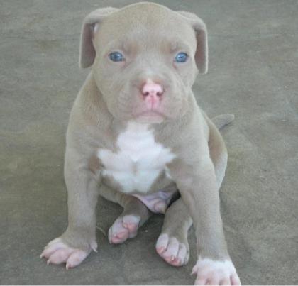 Reinrassiger American Pitbull