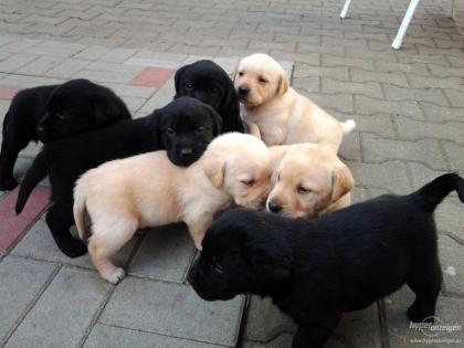 Typvolle Reinrassige Labrador welpen Babys suche (Reinrassig)