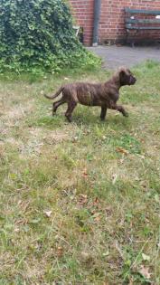 Dogo Canario Welpen Presa de Canario