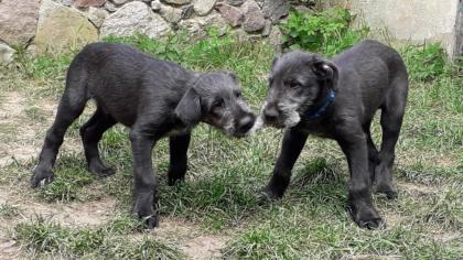 Irish Wolfhound Welpen