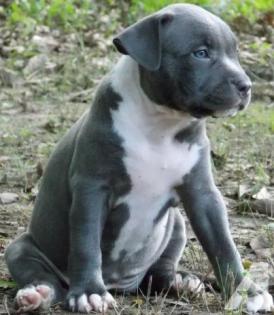 Niedlichen blaue nase pit-bull