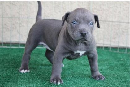 Exklusive Niedliche Superkleine Reinrassige American Welpen Blue-Line Pit Bull T