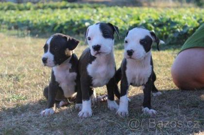 American Pit Bull Terrier Welpen