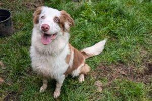 VAIANA -  weiblich  11 Monate  50 cm  24 kg  Australian Shepherd