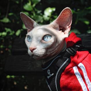 Deckkater Canadian Sphynx Odd Eyed