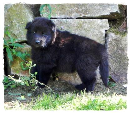 Belgischer Schäferhund Groenendaelwelpen