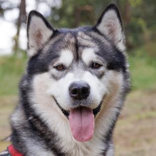 MuBalu -  männlich  2 Jahre  65 cm  40 kg  Alaskan Malamute  Gechipt  Kastriert