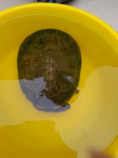 Schildkröten 3 Stück