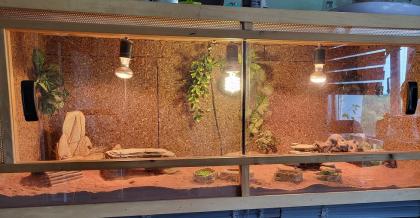 Zwergbartagamen (Adult) Pogona Henrylawsoni Pärchen mit Terrarium