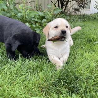Labrador Welpen suchen ein Zuhause!