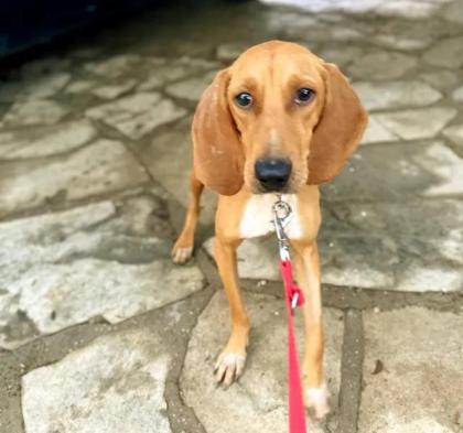 Maila sucht ein passendes Zuhause
