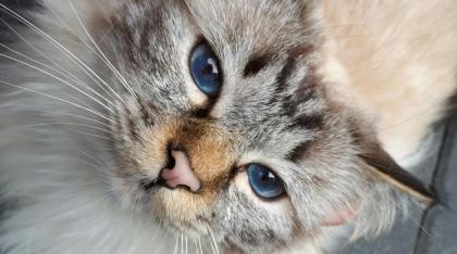 Heilige Birma Katze sucht neues Zuhause