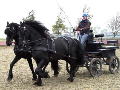 Tierarzt. Kein Ekzeme sehr süß Friesen wallach und stute