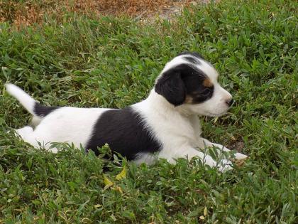 Jack Russell Terrier Hündin Welpe