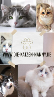Mobile Katzenbetreuung/ Katzensitting