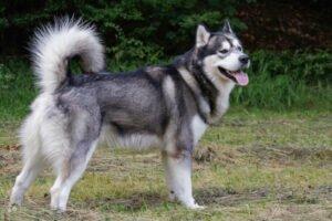 MuBalu -  männlich  2 Jahre  65 cm  40 kg  Alaskan Malamute  Gechipt  Kastriert