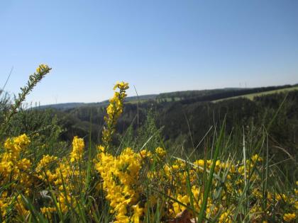 Mai 2022 Eifel-Urlaub 2 Fewo frei