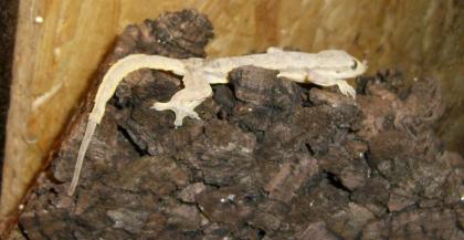 Hausgecko Hemidactylus frenatus / platyurus