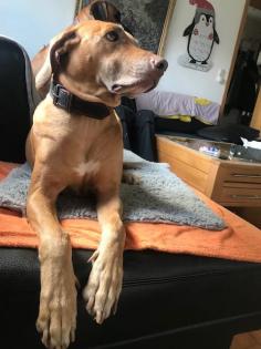 Reinrassige Rhodesian Ridgeback Welpen