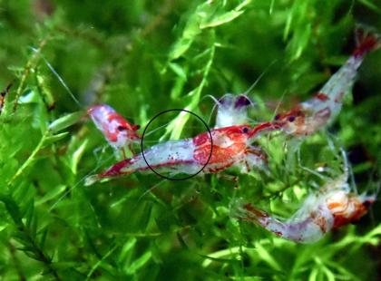 Red Rili Garnele, Zwerggarnele (Versand/ Abholung)