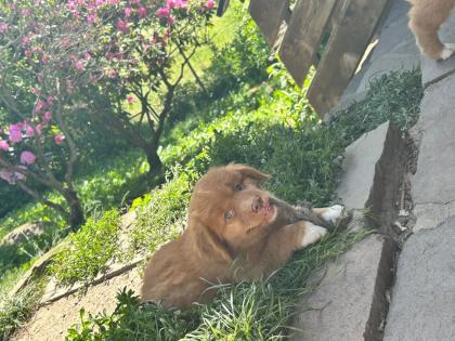 Nova Scotia Duck tolling Retriever Welpen