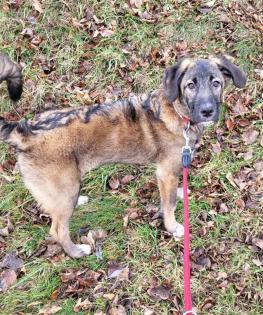 Tierschutzhund Laika