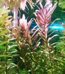 Indische Rotala, Bündel, Aquariumpflanzen (Versand/ Abholung)