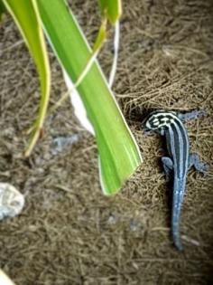 ZwergTaggeckos - Lygodactylus Kimhowelli (Zwergstreifengeckos) abzugeben.