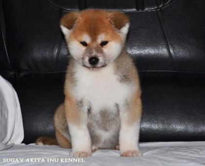 Akita Inu Welpen von Top Japanischen Linien