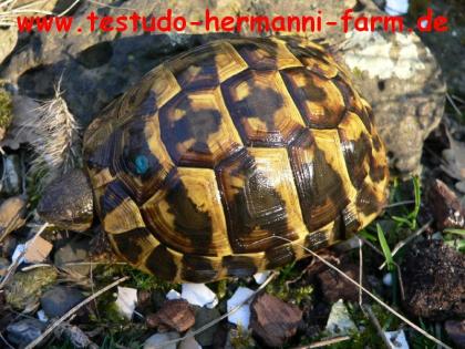 Landschildkröten aus Italien Testudo hermanni hermanni Nachzuchten