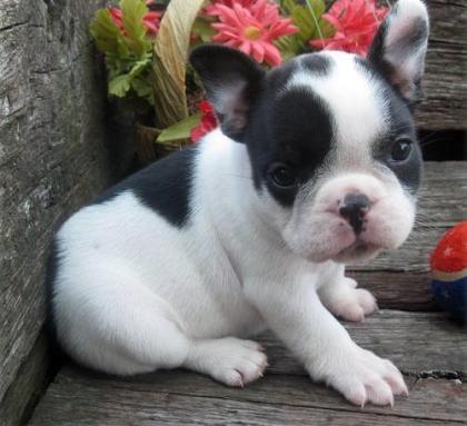 Welpen Französische Bulldogge