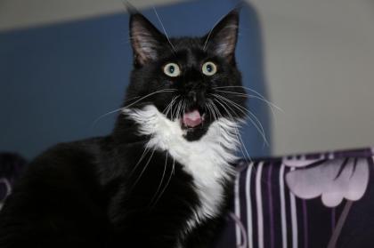 Maine Coon Kitten mit Stammbaum