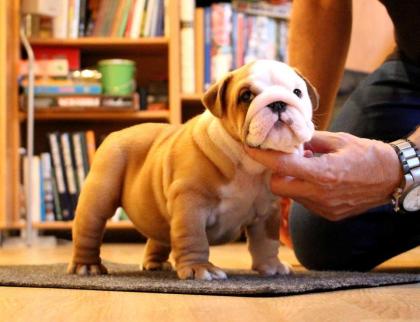 Englische Bulldogge Welpen mit Stammbaum