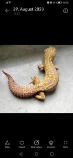 Leopardgecko Männchen