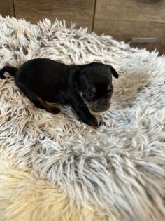 Chihuahua-Zwergpinscher Mischlings Welpen