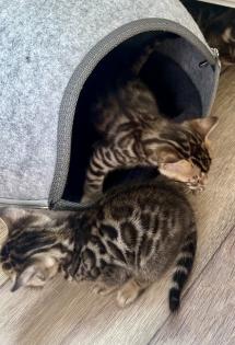 Reinrassige Bengal Kitten mit TICA Stammbaum Brown Rosetted und Marbelt