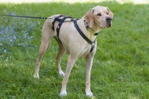 PALOA - weiblich  2 Jahre  60 cm  25 kg  Englisch Pointer  Gechipt  Kastriert  K
