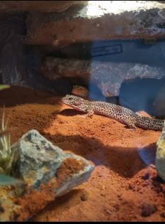 0.3. Leopardgeckos mit Terrarium und Zubehör
