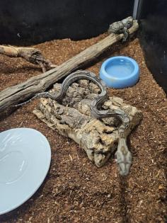 Boa Constrictor  Imperator