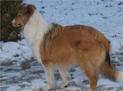 Belohnung!!! wer meine Collie Hündin Baffy wiederbeschaft