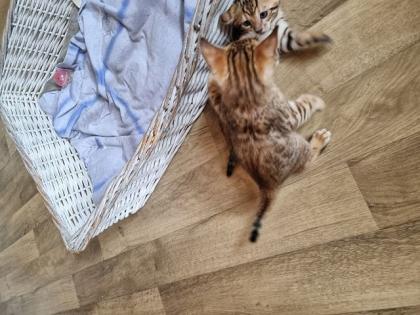 Bengalkitten mit Stammbaum