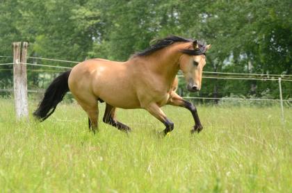 Deckanzeige: buckskin Tennessee Walker / Tennessee Walking Horse