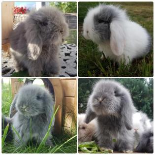 Supersüße Teddywidder, Zwergwidder, Zwergkaninchen 