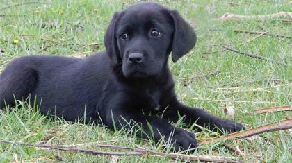 Unsere reinrassigen labrador welpen sind Anfang