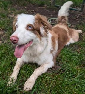 VIANIA - Australian Sheperd - 11 Monate - Tierhilfe-Franken e.V.