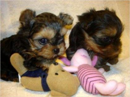 Yorkshire Terrier Welpen aus VDH geprüfter Zucht