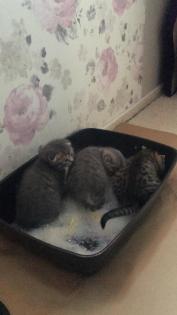 Süße BKH Black-Golden / Silver Tabby Jungs (Fold/ Strike )