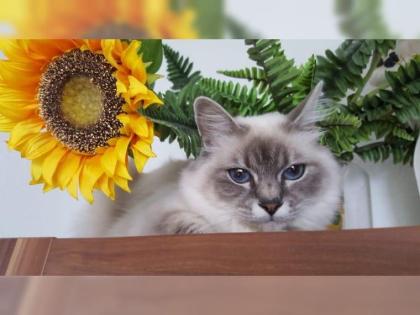 Ragdoll Traumkitten suchen neues Zuhause auf Lebenszeit....