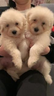 Goldendoodle Medium   Samojede