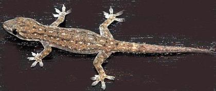 Hemidactylus frenatus / platyurus Hausgeckos